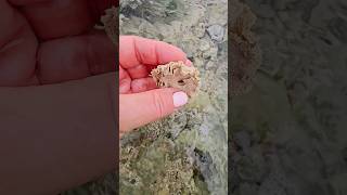 Moon snail sand collar egg casing Playa del Carmen Mexico tropical Caribbean Sea beach tidal pool [upl. by Kermit]