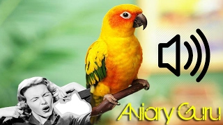 Sun conures VERY NOISY  Pet Birds  very loud BIRDS 2019 [upl. by Abate]