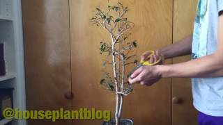 Ficus defoliation time lapse [upl. by Animor]