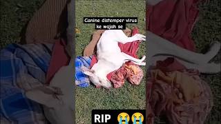 CANINE DISTEMPER virus ke wajah se Meri CHOTI MUMMY ka dog ab nhi rha  sirf 10 month ka hi sth tha [upl. by Kimberlee13]