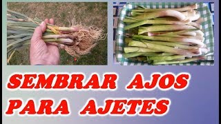 Sembrar Ajos Tiernos o Ajetes  Todo Huerta y Jardín [upl. by Aserehtairam]