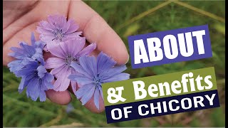 About Benefits and Uses for the blue CHICORY plant [upl. by Pump41]