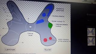 SPINAL CORD GRAY AND WHITE MATTER complete descripton 2 [upl. by Morten]