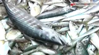 TGSRVago 19 pesca fermo biologico fino a settembre [upl. by Ingrid]