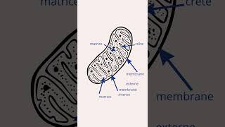 Mitochondrie Structure et Rôle [upl. by Aicenra]