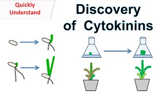 Discovery of Cytokinins  Function of cytokinins [upl. by Omrellug]