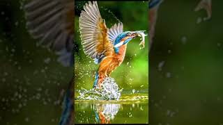 pescărelul albastru🐦playlist lumea păsărilor 110 video [upl. by Morell]