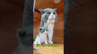 Cute baby cat cat lovecats cats catvideos kittens catlover princesscat  1 266 [upl. by Laina315]