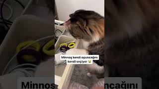 Kendi oyuncağını kendi seciyormus 😻 cat kedi cats catlover catlovers 🎥minnosveramo [upl. by Eixela]