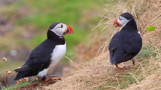 Scottish Puffins on the Isle of Staffa [upl. by Elbring513]