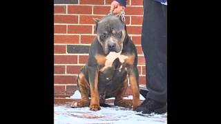 XXL pitbull bully pitbull badass pitbull [upl. by Eahsat77]