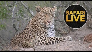 safariLIVE  Sunset Safari  August 23 2018 [upl. by Welles]