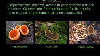 IL MERAVIGLIOSO MONDO DEI FUNGHI  MICOLOGIA  LEZIONE 8  ASCOMYCOTA  TIPI DI ASCOMI [upl. by Annaehs]