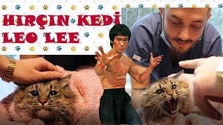 HIRÇIN KEDİ 😨 PSİKOPAT KEDİ LEO LEE BİZE SALDIRDI ISIRDI KEDİ SALDIRISI  KEDİCE DUBLAJ  VETPATİ [upl. by Jahdiel]