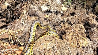 NO PANTANAL PRA PESCAR DE BARRANCO TEM QUE ESTAR ATENTO [upl. by Nevaj]