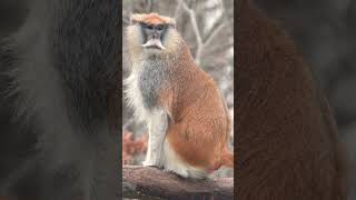 Patas Monkey Common Patas Monkey Erythrocebus patas in Old World Monkey Family Cercopithecidae [upl. by Zined]