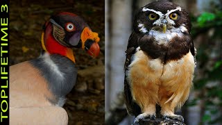 10 Aves Más Exóticas Del Amazonas [upl. by Nnaytsirk31]