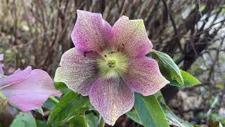 Helleborus orientalis  flower  February 2024 [upl. by Sink829]