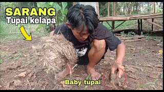 Menemukan sarang tupai kelapaada anaknya [upl. by Gelya416]