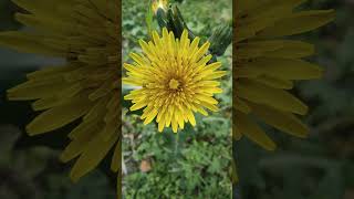 Sonchus oleraceus flower plant [upl. by Greyson]