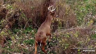 Beautiful Buck Deer Seen Near Decorah North Eagle Nest 11142024 exploreorg [upl. by Anirhtak]