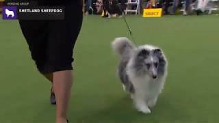 Shetland Sheepdogs  Breed Judging 2020 [upl. by Hawken527]