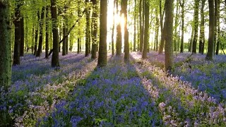 Dockey Bluebell Woods Walk English Countryside 4K [upl. by Siuol]