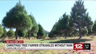 ‘Lost a few hundred trees’ Caroline Co Christmas tree farmers talks struggles without rain [upl. by Neyr]