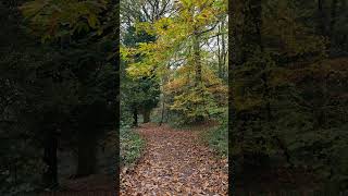 Forest path 3 nature autumncolors dorset [upl. by Rinna242]