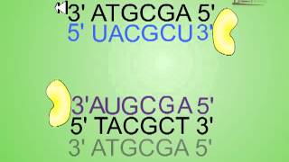 Antisense RNA technology [upl. by Winebaum]