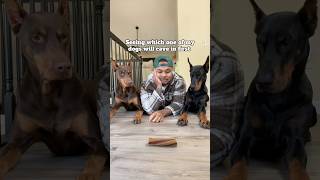 Who saw that coming 🙋🏽‍♂️ explore shorts pets reels [upl. by Janeta]