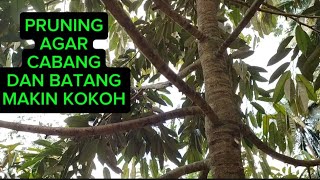 PART 1 ‼️PRUNING DURIAN MONTONG ‼️ [upl. by Oiralednac]