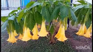 Τρομπέτα Των ΑγγέλωνAngel Trumpet Flowers Brugmansia Suaveolens [upl. by Rimola]