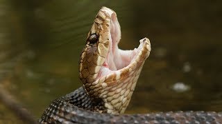 Everglades Water Moccasin [upl. by Anirehc]