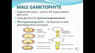 MICROGAMETOGENESIS [upl. by Carmelia265]