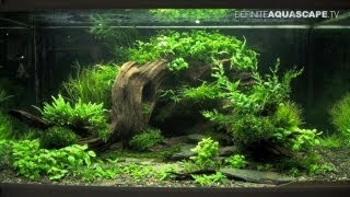 Aquascaping  The Art of the Planted Aquarium 2013 XL pt2 [upl. by Carlick]