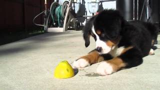 Bernese Mountain Dog Puppy vs Lemon The Most Adorable Puppy [upl. by Sigrid]