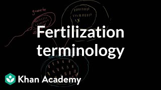 Fertilization terminology gametes zygotes haploid diploid  MCAT  Khan Academy [upl. by Anele]