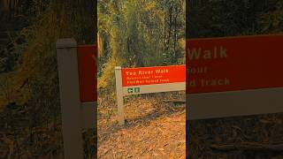 Day Out at Toolangi State Forest toolangiforest dayoutmelbourne [upl. by Tremain476]