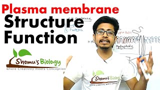 Plasma membrane structure and function [upl. by Xyno853]