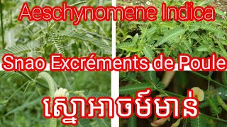 Aeschynomene Indica Snao Excréments de Poule ស្នោអាចម៍មាន់ [upl. by Ariaj]