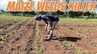 Use a herbicide to kill all weeds in your maize farm This my clean farm [upl. by Nave]