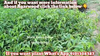 Agarwood farming  Agarwood tree  Best QUALITY PLANTS agarwood [upl. by Idnahk]