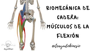 Biomecánica de cadera parte 4 Miocinética de flexión [upl. by Davine460]