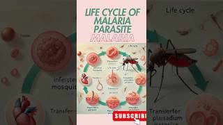 Life cycle of malaria shorts shortsfeed malariaawareness malaria lifecycle health [upl. by Warder172]