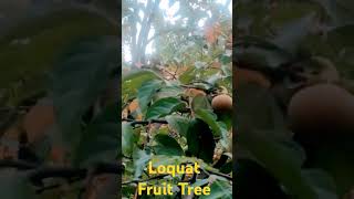 Loquat Season Last Furit October amp November [upl. by Glynias]