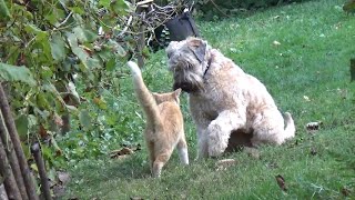 Wheaten Terrier Pup  Cute Cut [upl. by Catrina]