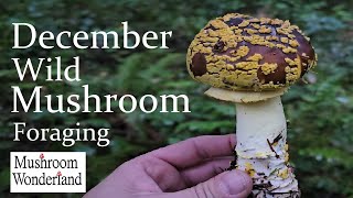 December Wild Mushroom Foraging 2023 [upl. by Nally]