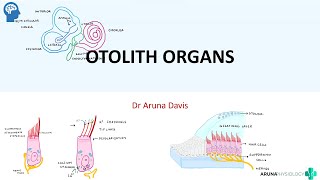 OTOLITH ORGANS Vestibular Apparatus Neuro Physiology  First year MBBS [upl. by Tereb204]