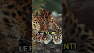 5 animali più pericolosi del mondo🐾🐾💥 shortvideo animaliforzacancorso kangagiaguaro [upl. by Letsyrhc]